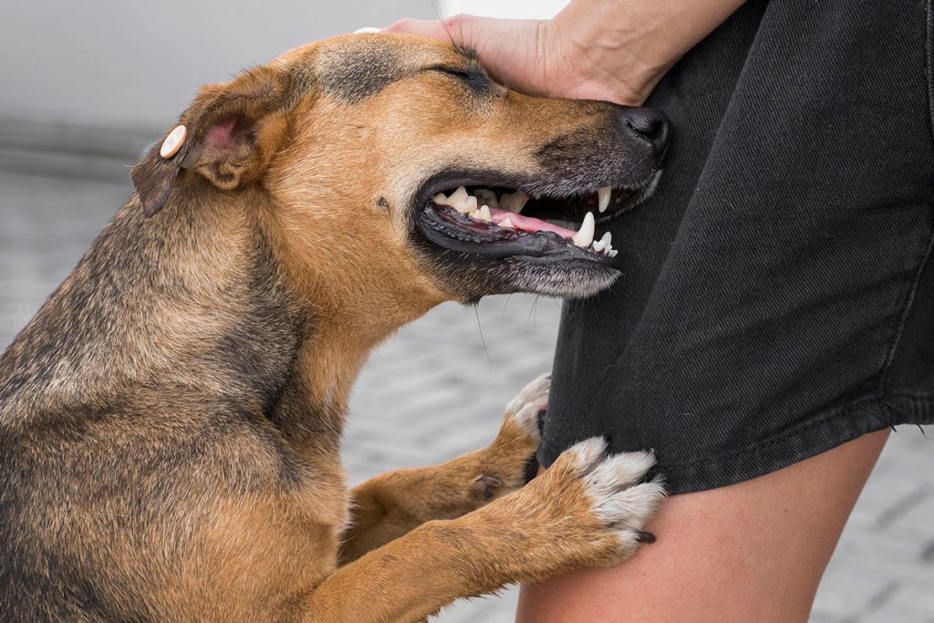 Se você tem espaço em sua casa e coração para um novo pet, adotar um animal de estimação e não comprar um faz sentido por vários motivos.